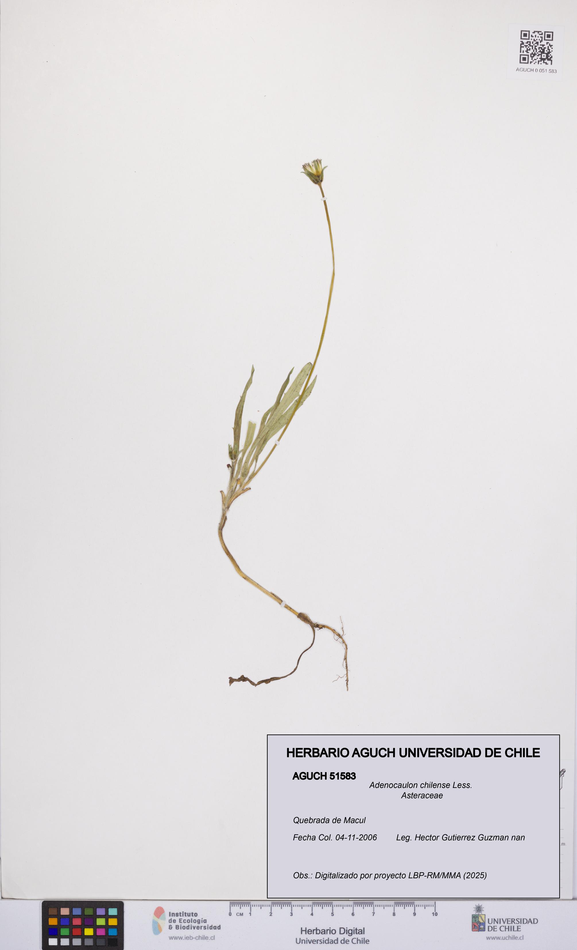 Adenocaulon chilense [Espécimen: UCH:AGUCH:0051583]