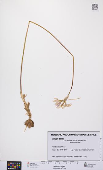 Leucocoryne ixioides [Espécimen: UCH:AGUCH:0051592]