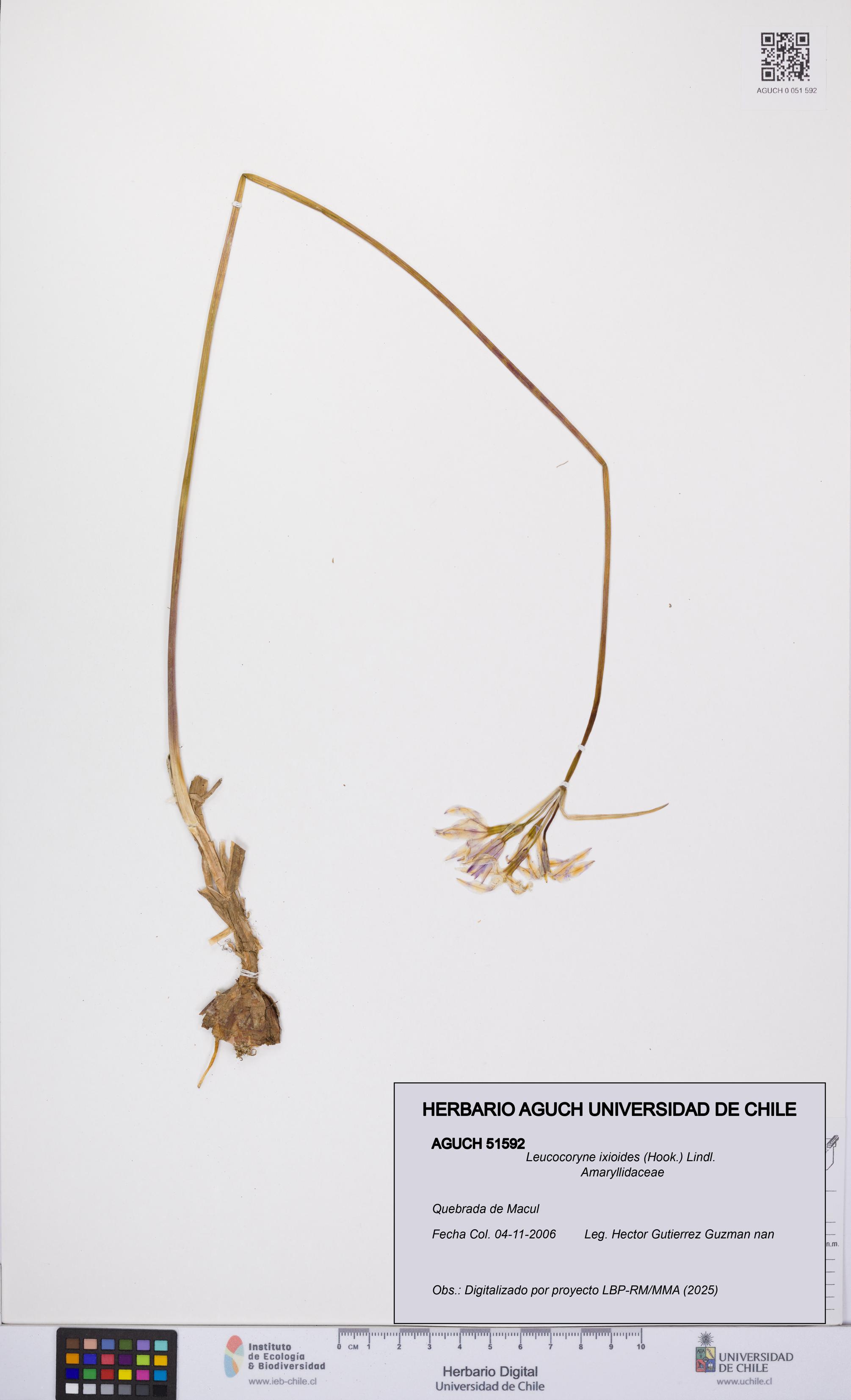 Leucocoryne ixioides [Espécimen: UCH:AGUCH:0051592]