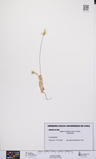 Agoseris chilensis [Espécimen: UCH:AGUCH:0051725]