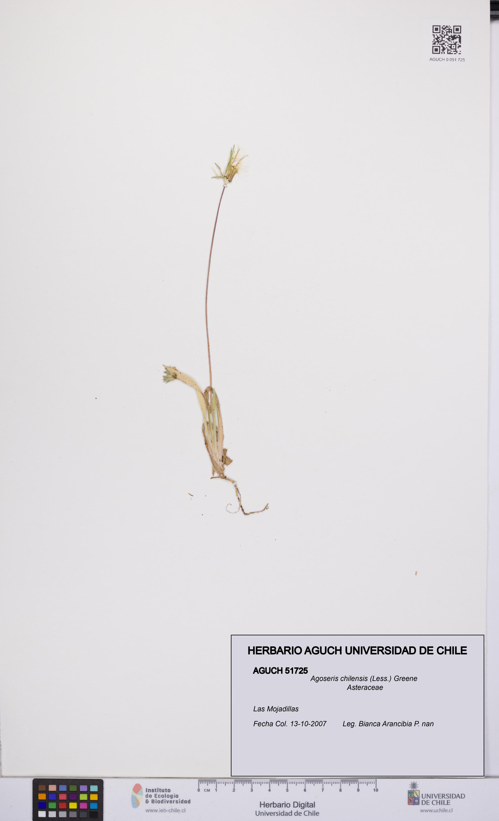 Agoseris chilensis [Espécimen: UCH:AGUCH:0051725]