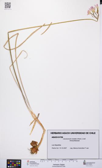 Leucocoryne ixioides [Espécimen: UCH:AGUCH:0051733]