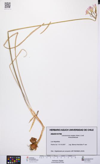 Leucocoryne ixioides [Espécimen: UCH:AGUCH:0051733]