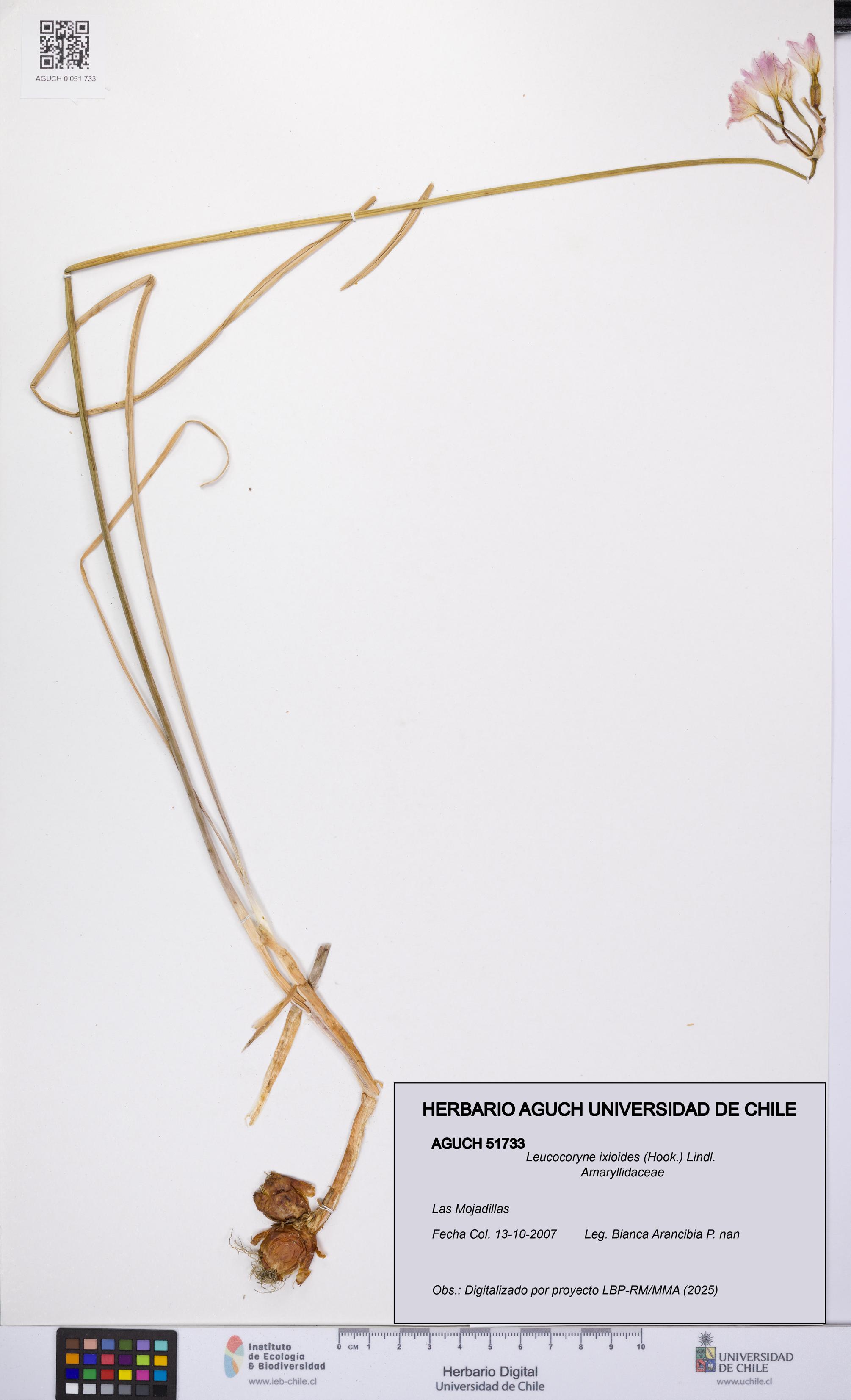 Leucocoryne ixioides [Espécimen: UCH:AGUCH:0051733]