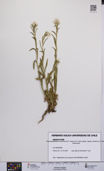 Pseudognaphalium cabrerae [Espécimen: UCH:AGUCH:0051753]