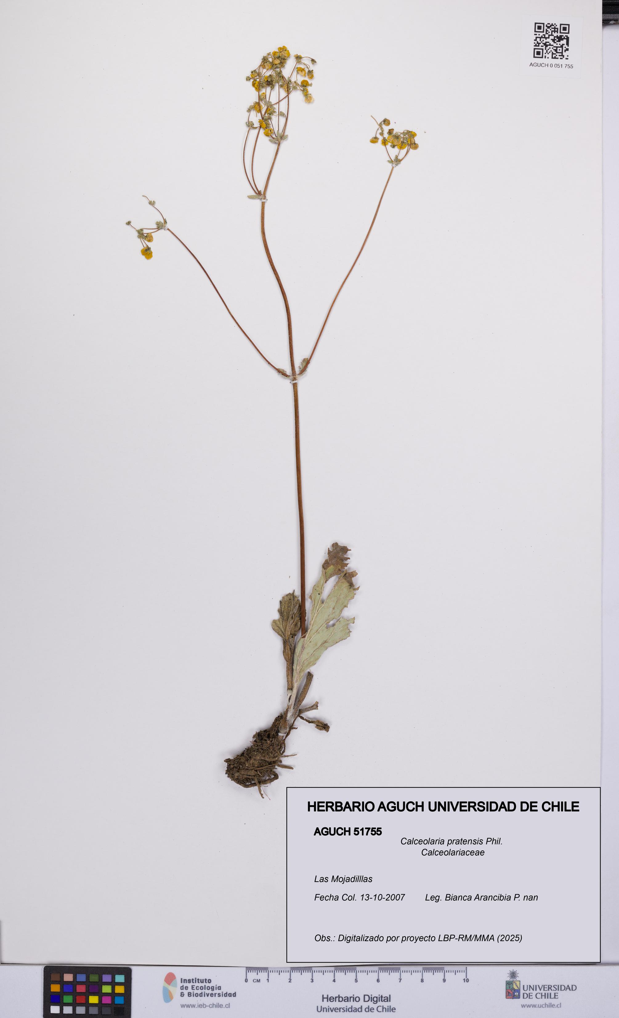 Calceolaria pratensis [Espécimen: UCH:AGUCH:0051755]