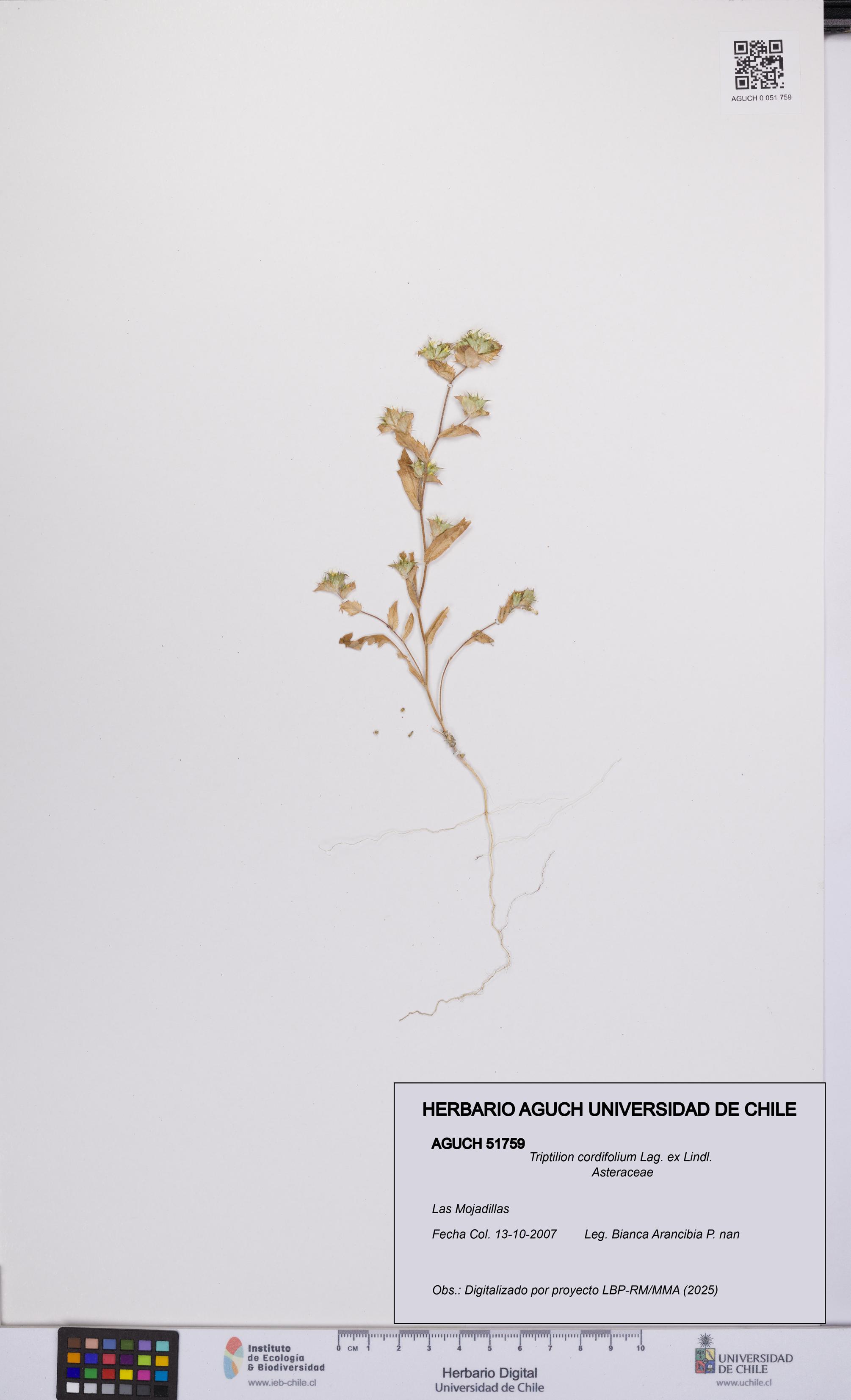 Triptilion cordifolium [Espécimen: UCH:AGUCH:0051759]
