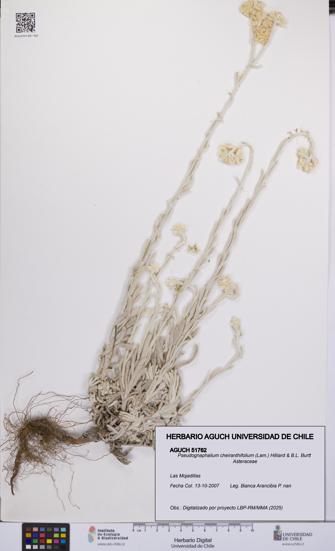 Pseudognaphalium cheiranthifolium [Espécimen: UCH:AGUCH:0051762]