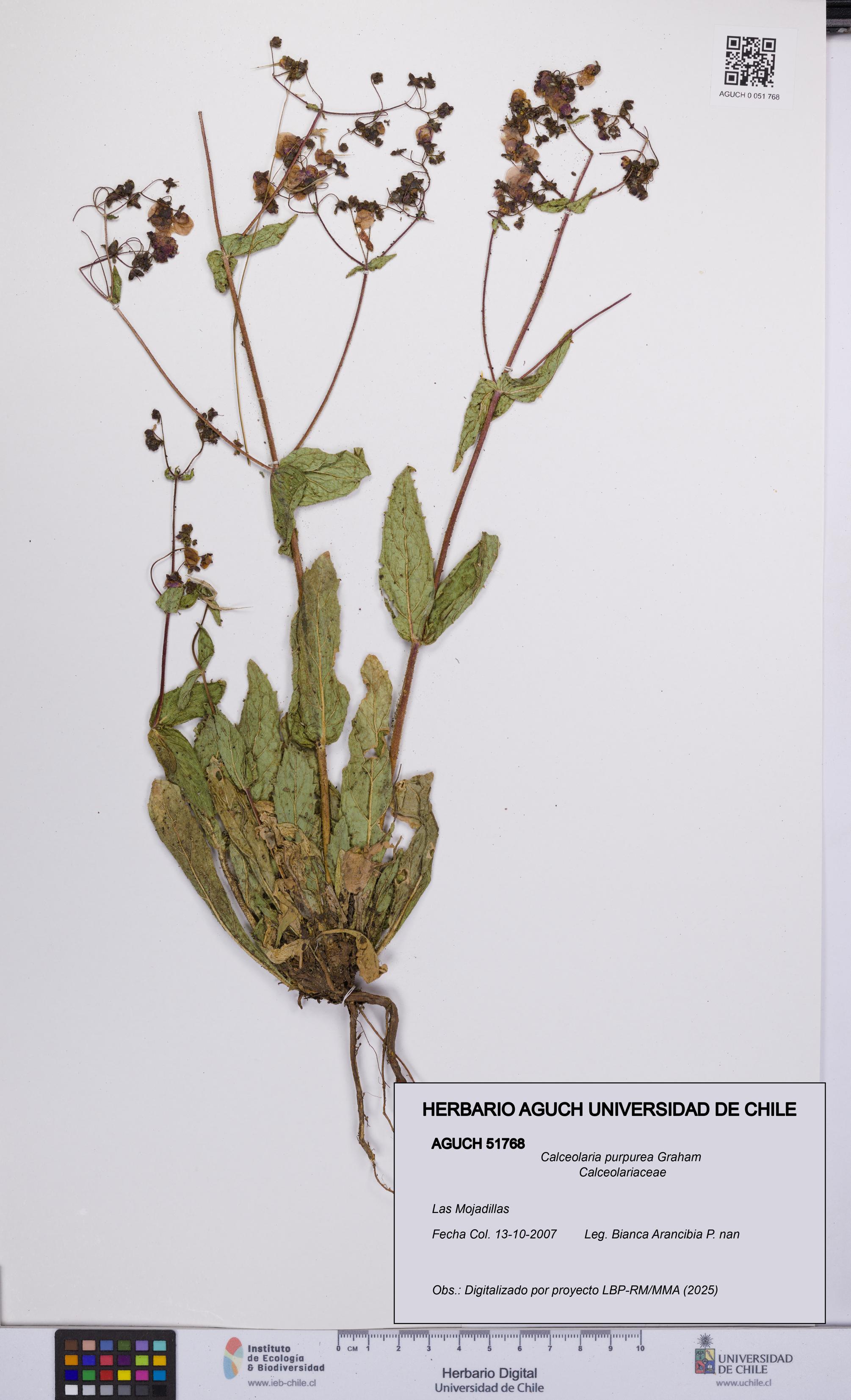 Calceolaria purpurea [Espécimen: UCH:AGUCH:0051768]