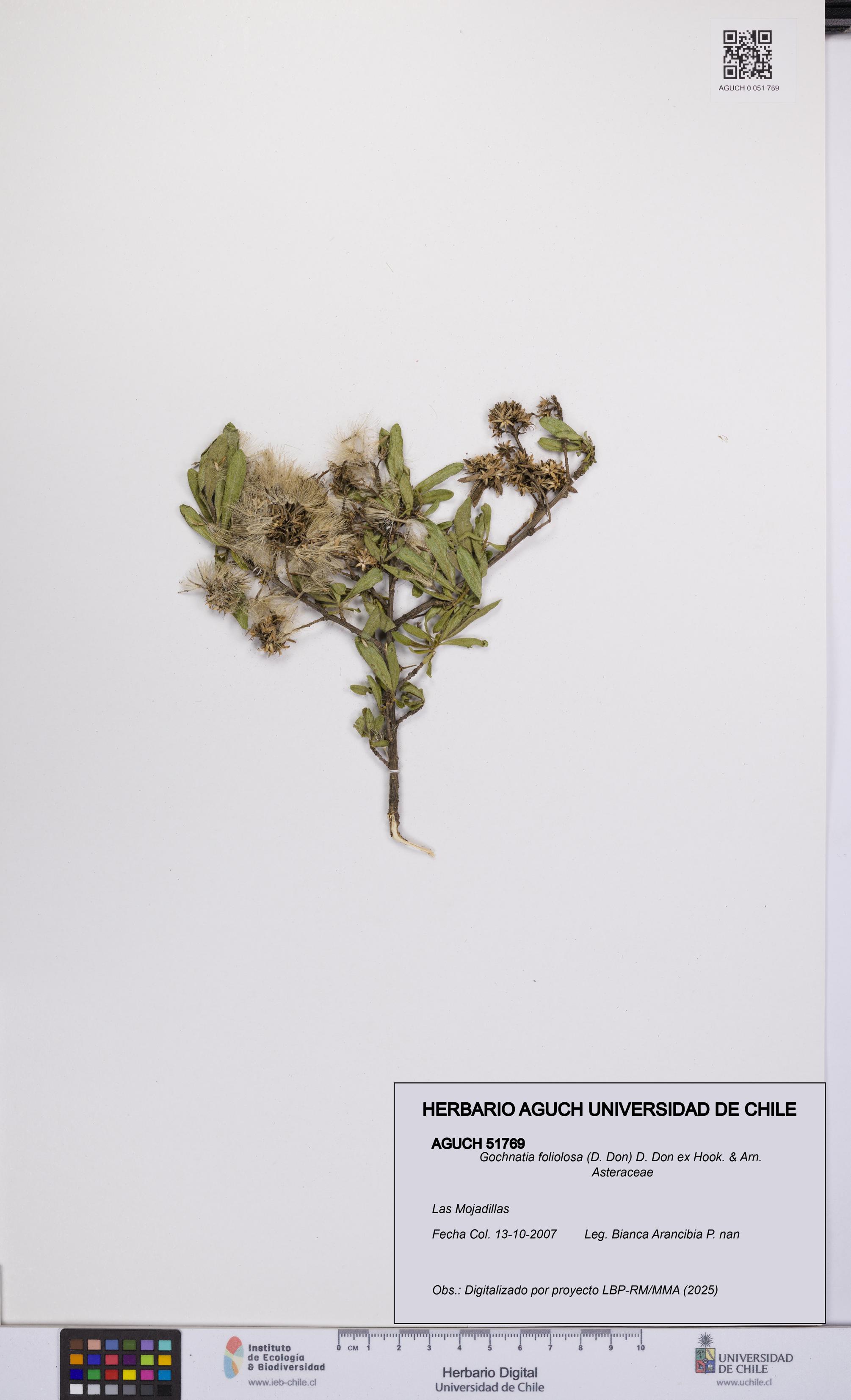 Gochnatia foliolosa [Espécimen: UCH:AGUCH:0051769]