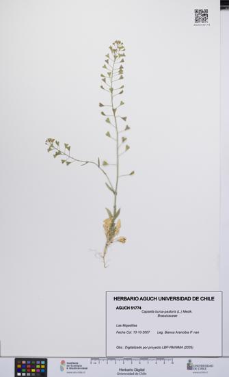 Capsella bursa-pastoris [Espécimen: UCH:AGUCH:0051774]