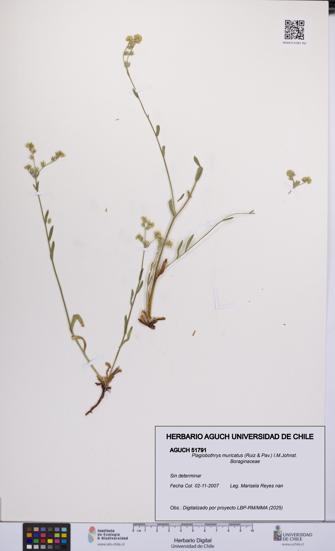 Plagiobothrys muricatus [Espécimen: ]