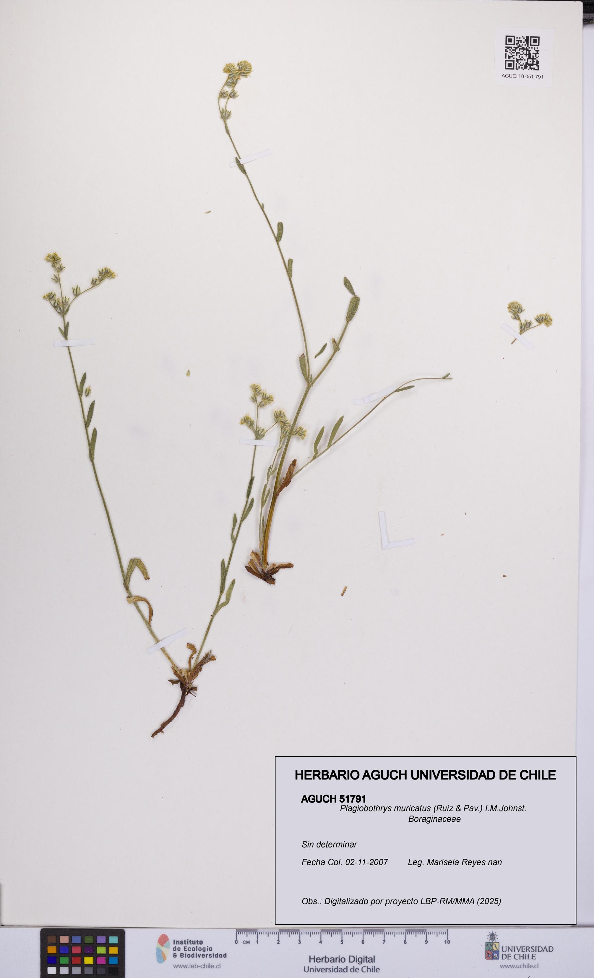 Plagiobothrys muricatus [Espécimen: ]