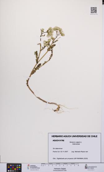 Senecio vulgaris [Espécimen: UCH:AGUCH:0051792]