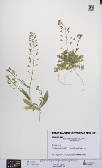 Capsella bursa-pastoris [Espécimen: UCH:AGUCH:0051795]