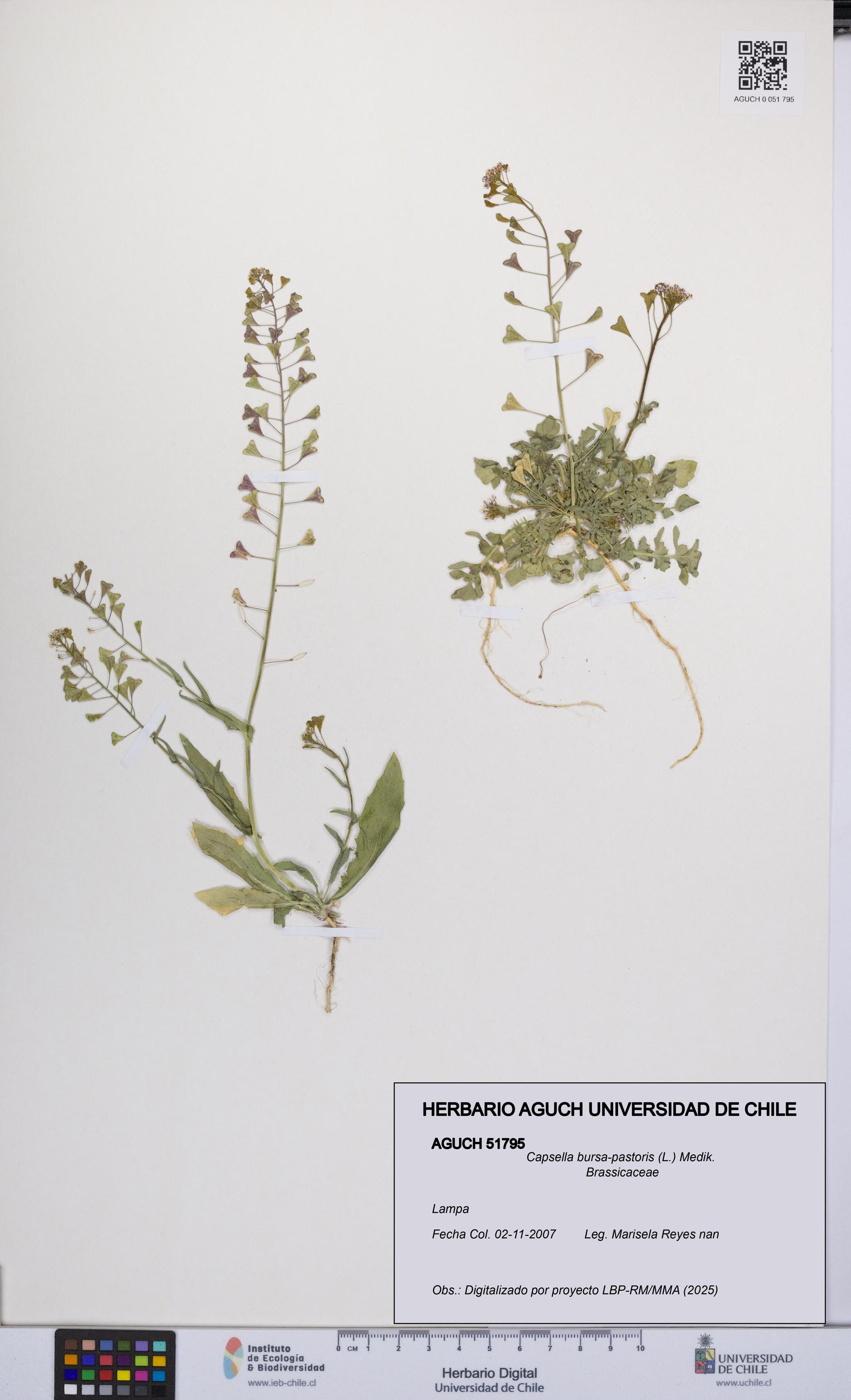 Capsella bursa-pastoris [Espécimen: ]