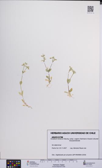 Cerastium fontanum subsp. vulgare [Espécimen: UCH:AGUCH:0051796]