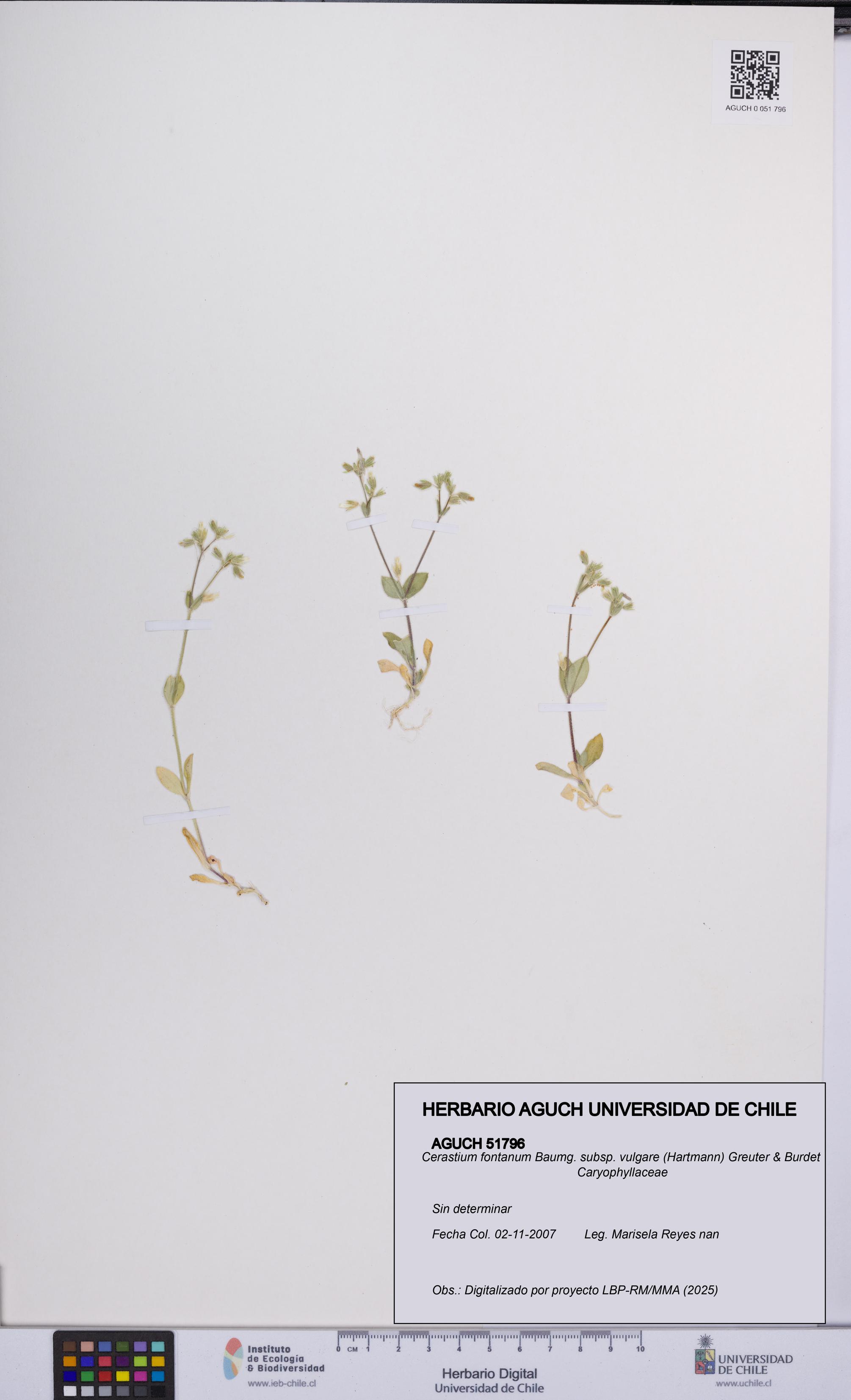 Cerastium fontanum subsp. vulgare [Espécimen: UCH:AGUCH:0051796]
