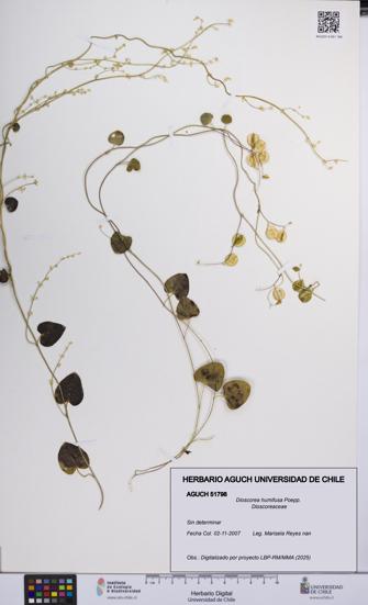 Dioscorea humifusa [Espécimen: UCH:AGUCH:0051798]