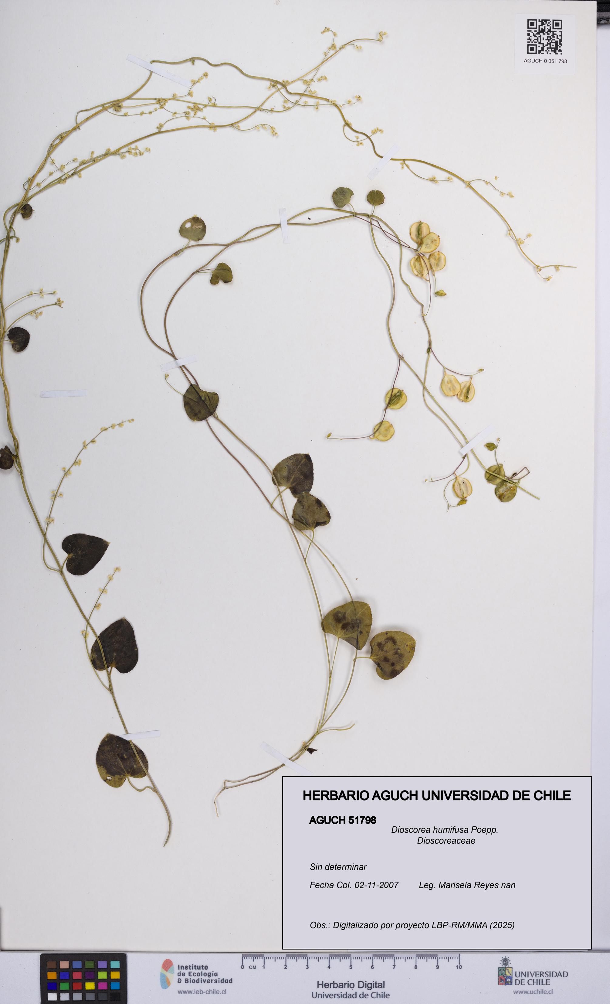Dioscorea humifusa [Espécimen: UCH:AGUCH:0051798]