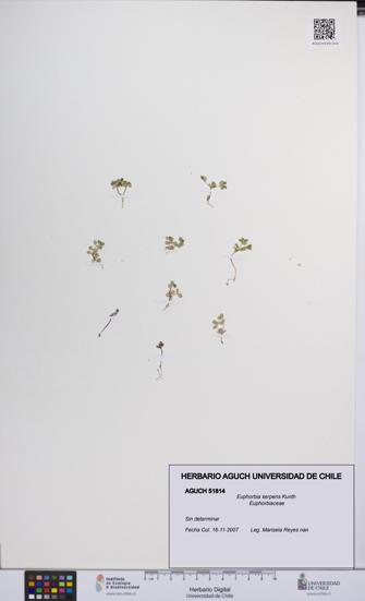Euphorbia serpens [Espécimen: UCH:AGUCH:0051814]