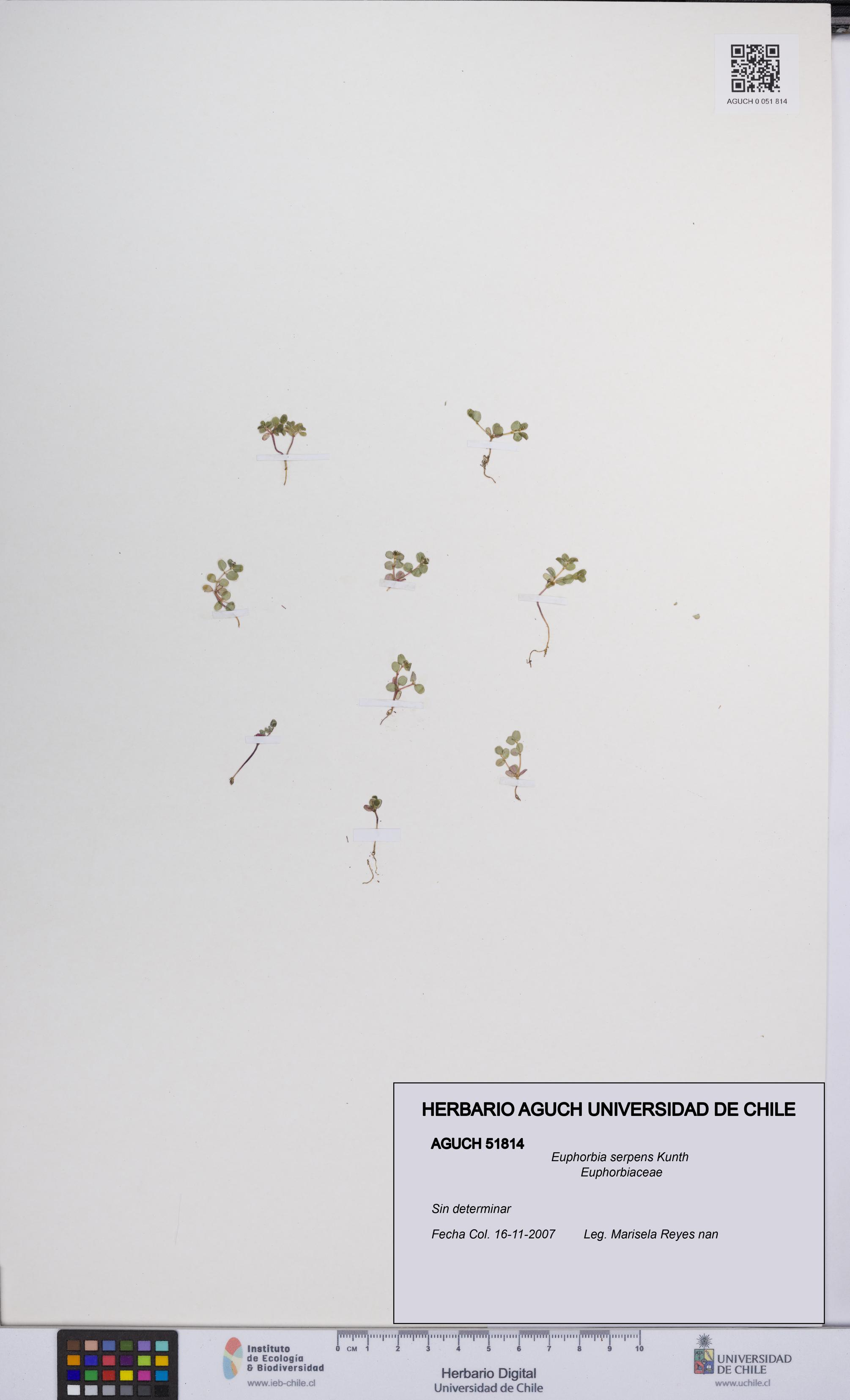 Euphorbia serpens [Espécimen: UCH:AGUCH:0051814]