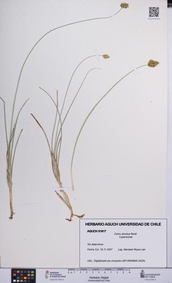 Carex decidua [Espécimen: UCH:AGUCH:0051817]
