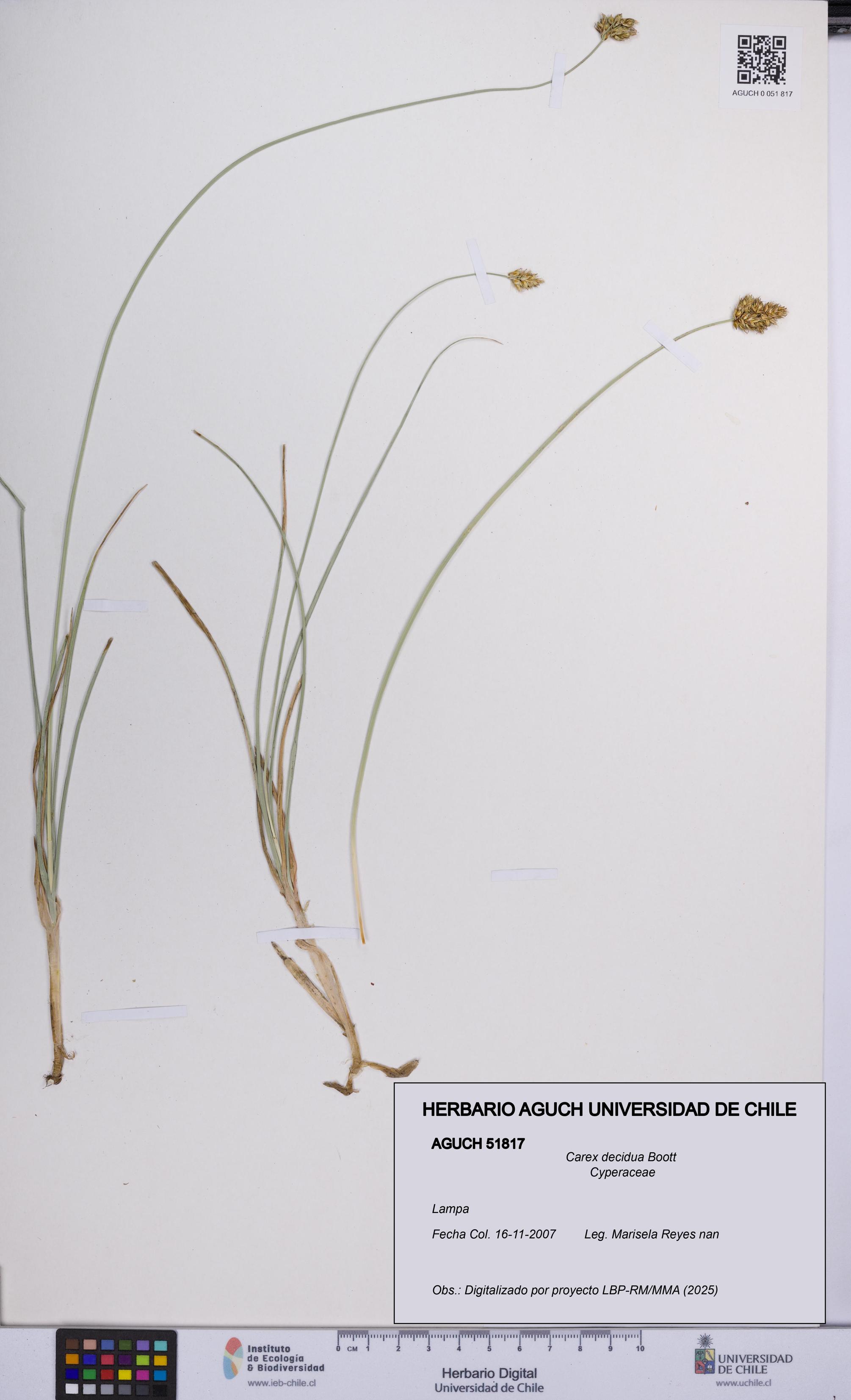 Carex decidua [Espécimen: ]