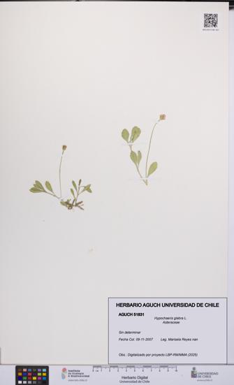 Hypochaeris glabra [Espécimen: UCH:AGUCH:0051831]