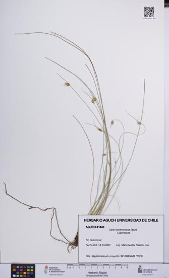 Carex berteroniana [Espécimen: UCH:AGUCH:0051840]