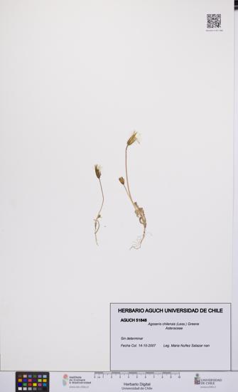 Agoseris chilensis [Espécimen: UCH:AGUCH:0051848]
