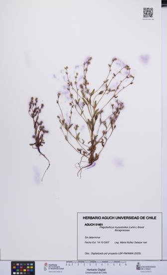 Plagiobothrys myosotoides [Espécimen: UCH:AGUCH:0051851]