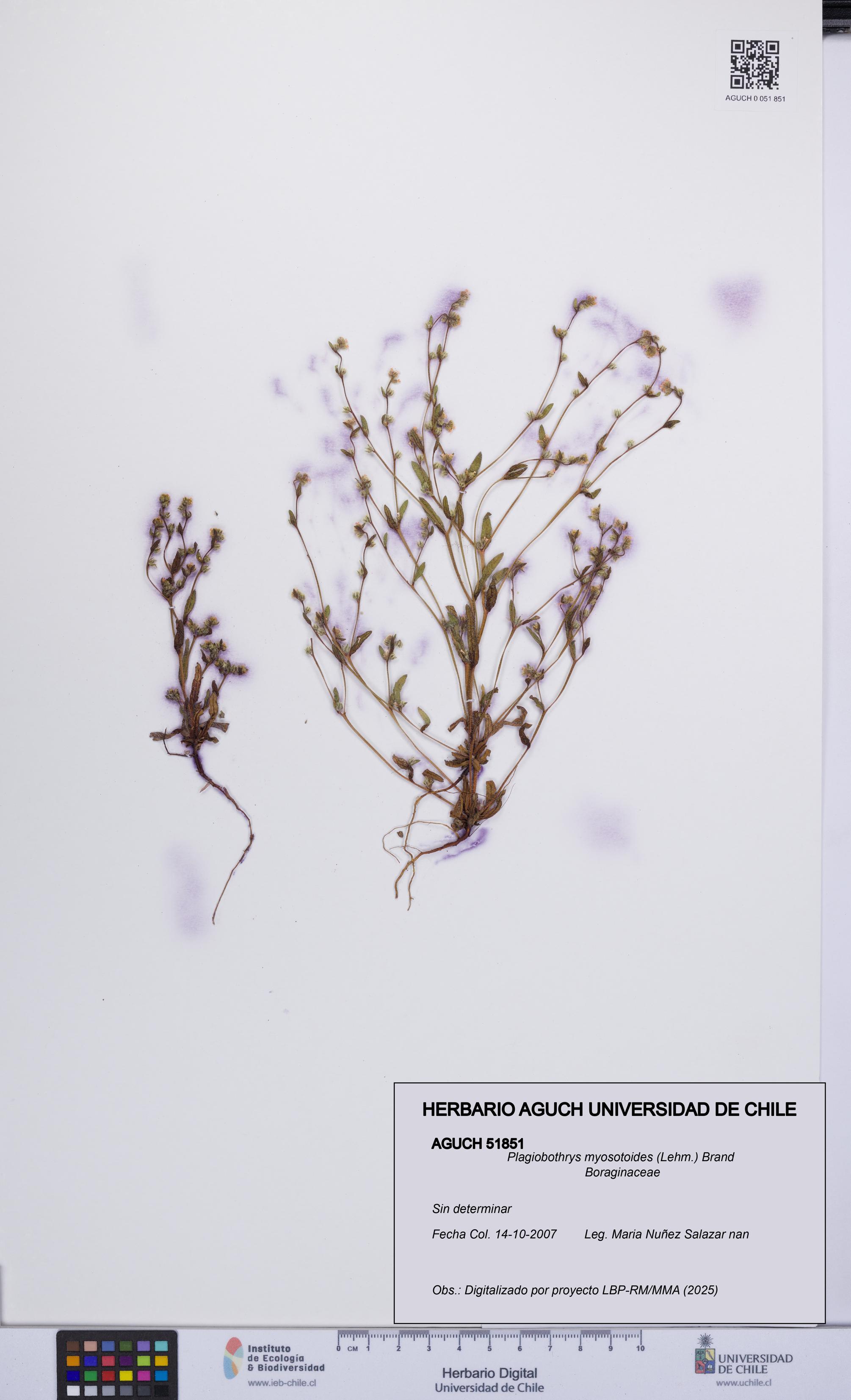 Plagiobothrys myosotoides [Espécimen: UCH:AGUCH:0051851]