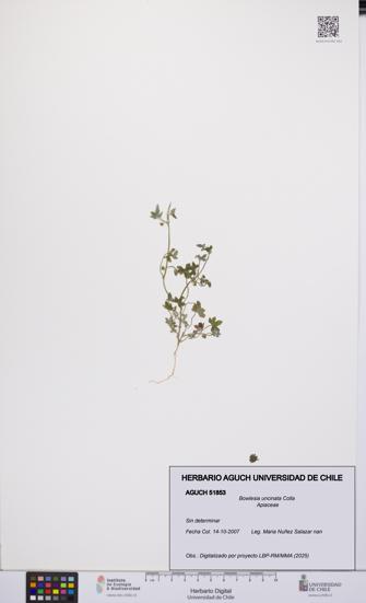 Bowlesia uncinata [Espécimen: UCH:AGUCH:0051853]