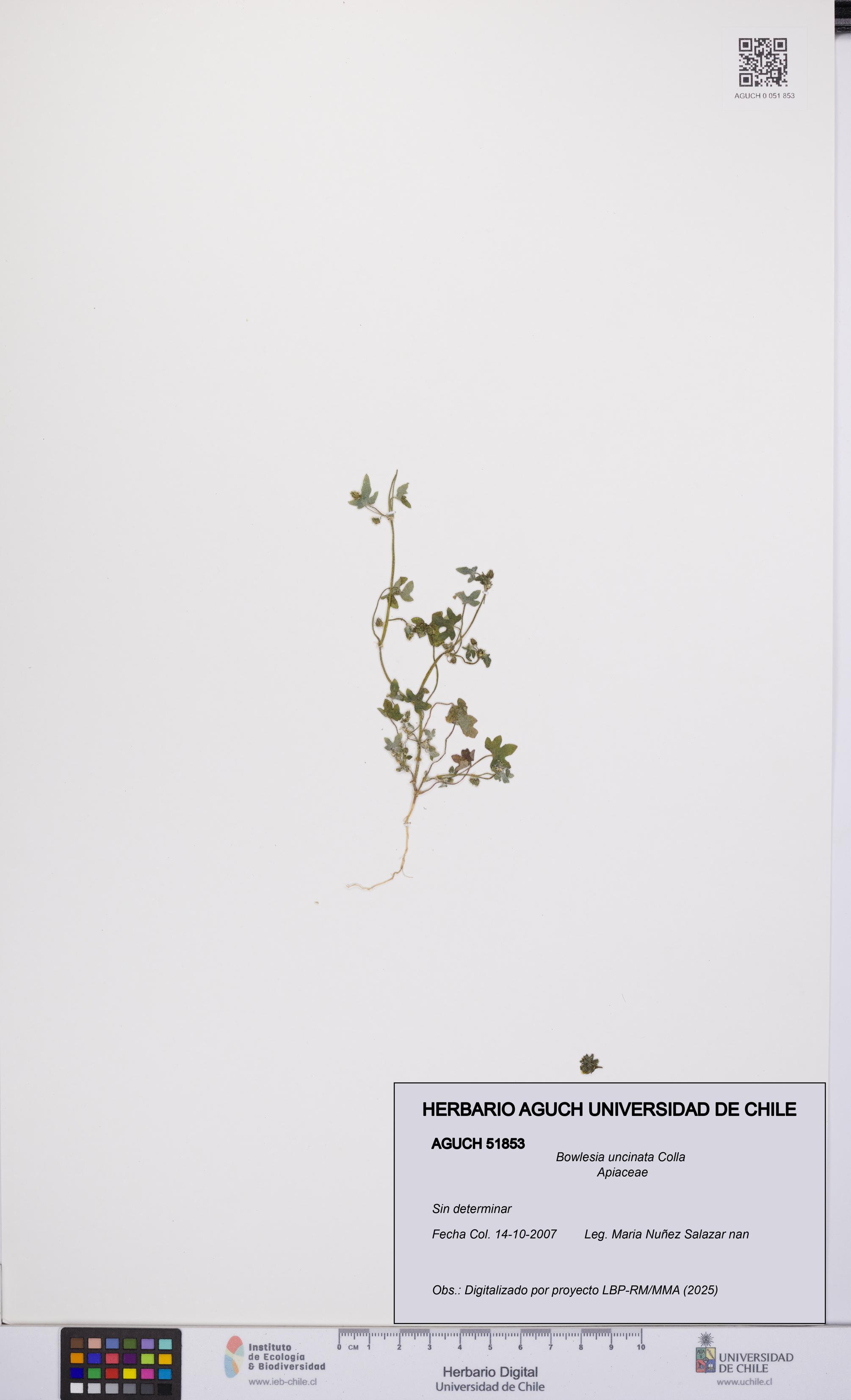 Bowlesia uncinata [Espécimen: UCH:AGUCH:0051853]