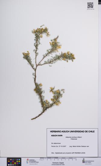 Adesmia confusa [Espécimen: UCH:AGUCH:0051878]