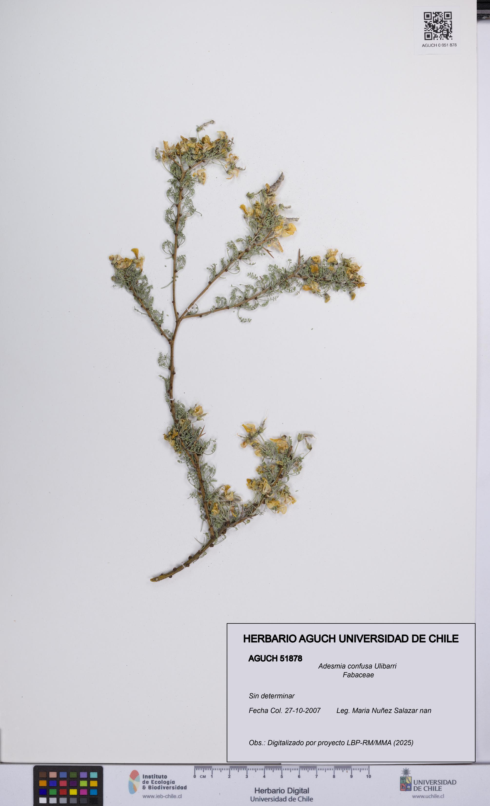 Adesmia confusa [Espécimen: UCH:AGUCH:0051878]