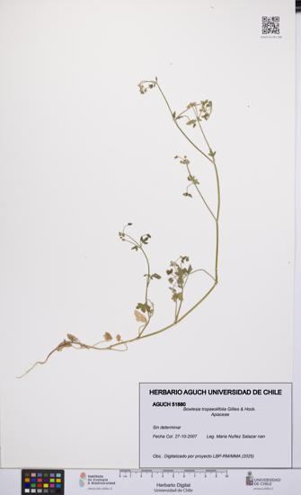 Bowlesia tropaeolifolia [Espécimen: UCH:AGUCH:0051880]