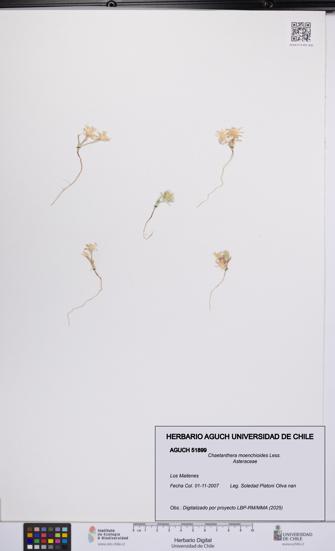 Chaetanthera moenchioides [Espécimen: UCH:AGUCH:0051899]