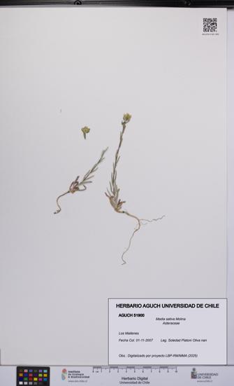 Madia sativa [Espécimen: UCH:AGUCH:0051900]