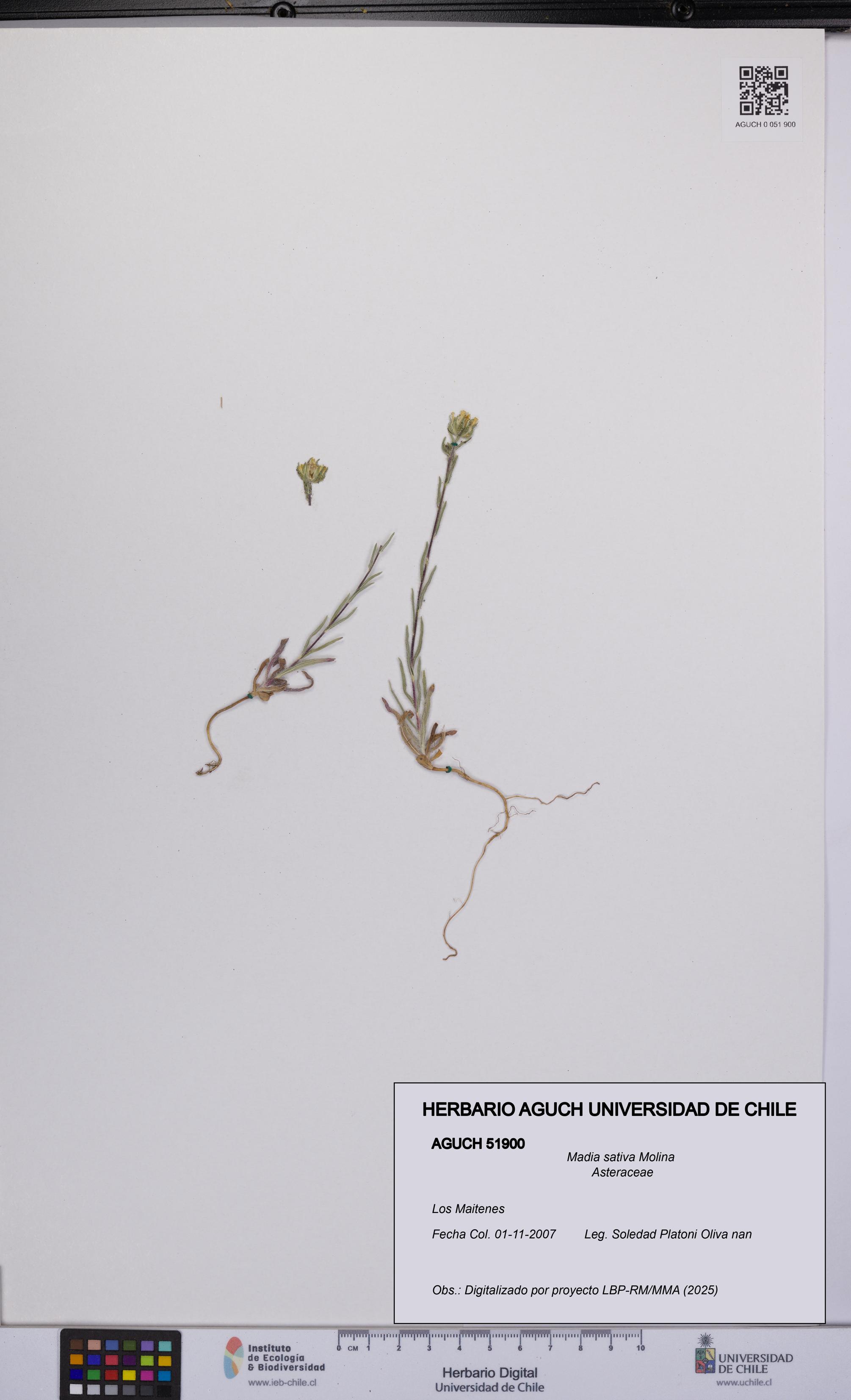 Madia sativa [Espécimen: UCH:AGUCH:0051900]