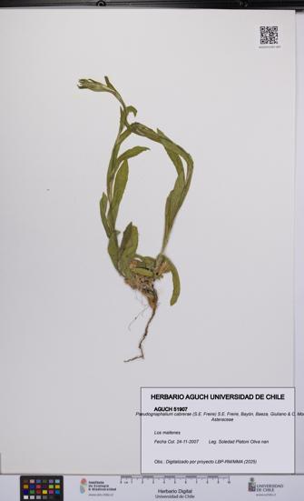 Pseudognaphalium cabrerae [Espécimen: UCH:AGUCH:0051907]
