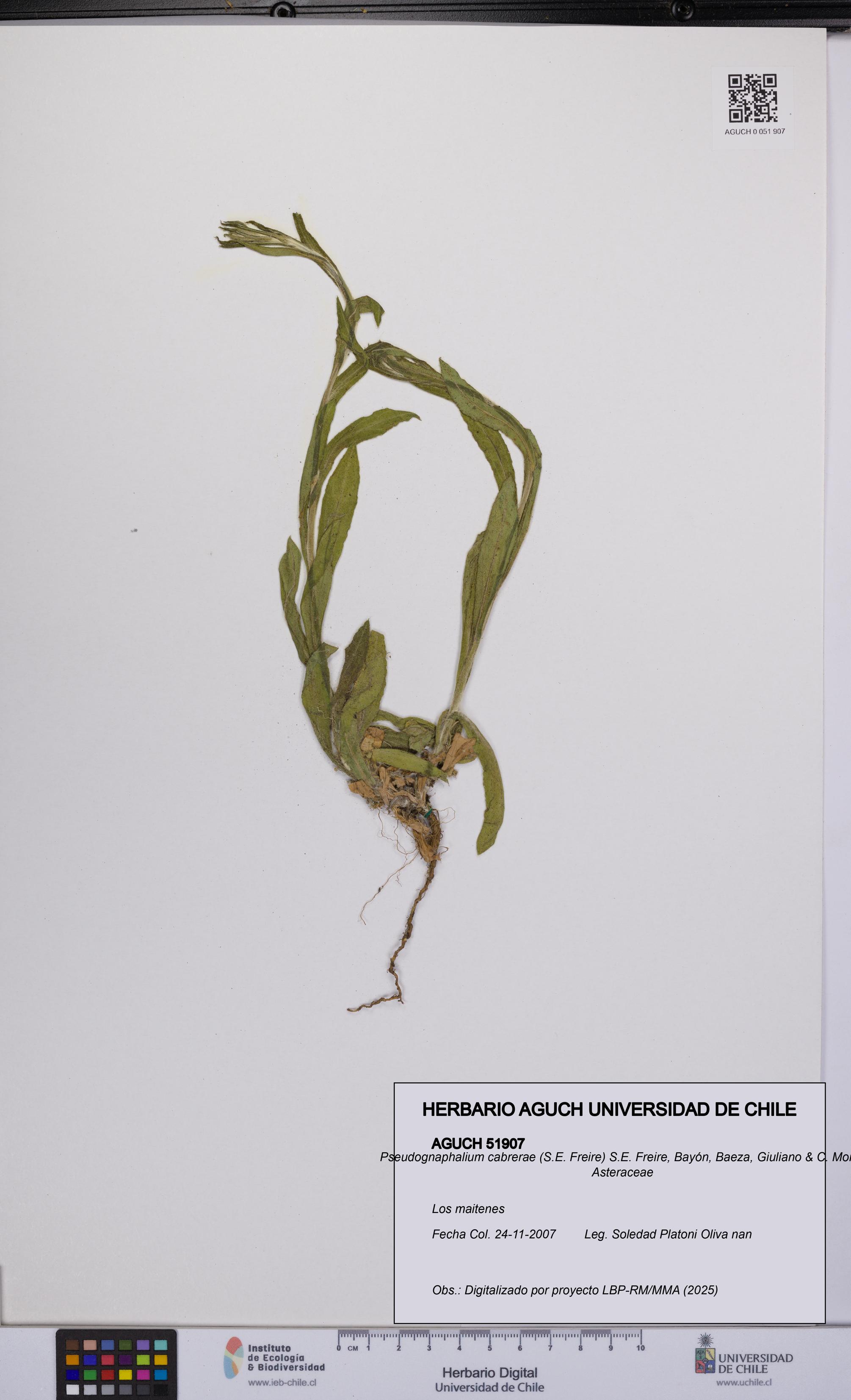 Pseudognaphalium cabrerae [Espécimen: UCH:AGUCH:0051907]