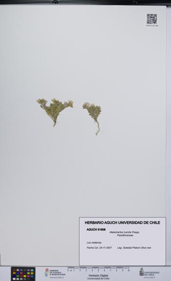 Malesherbia humilis [Espécimen: UCH:AGUCH:0051908]