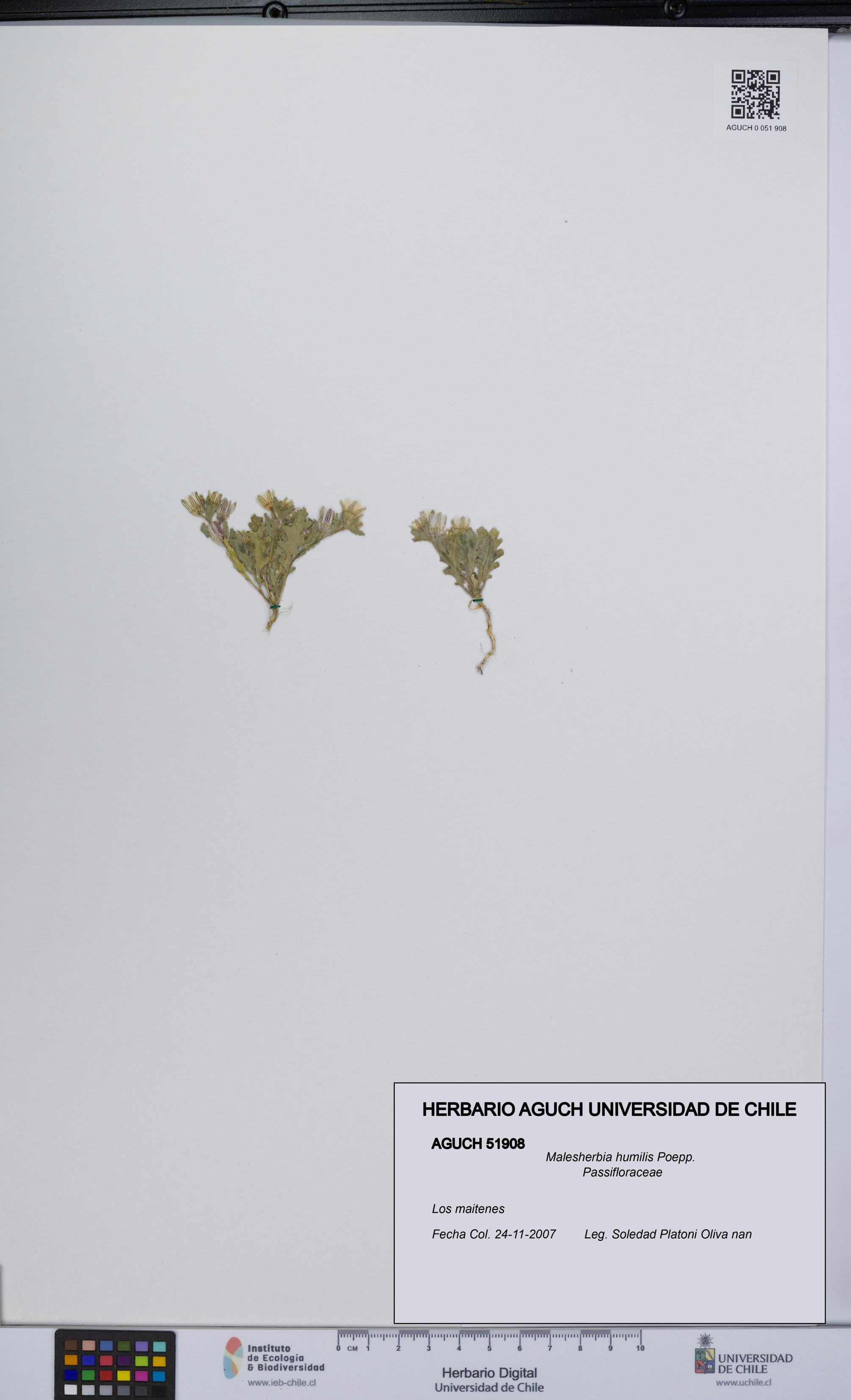 Malesherbia humilis [Espécimen: UCH:AGUCH:0051908]