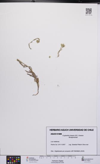 Cryptantha linearis [Espécimen: UCH:AGUCH:0051909]