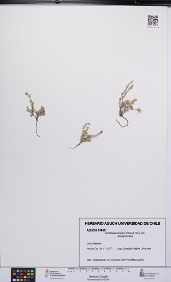 Pectocarya linearis [Espécimen: UCH:AGUCH:0051913]