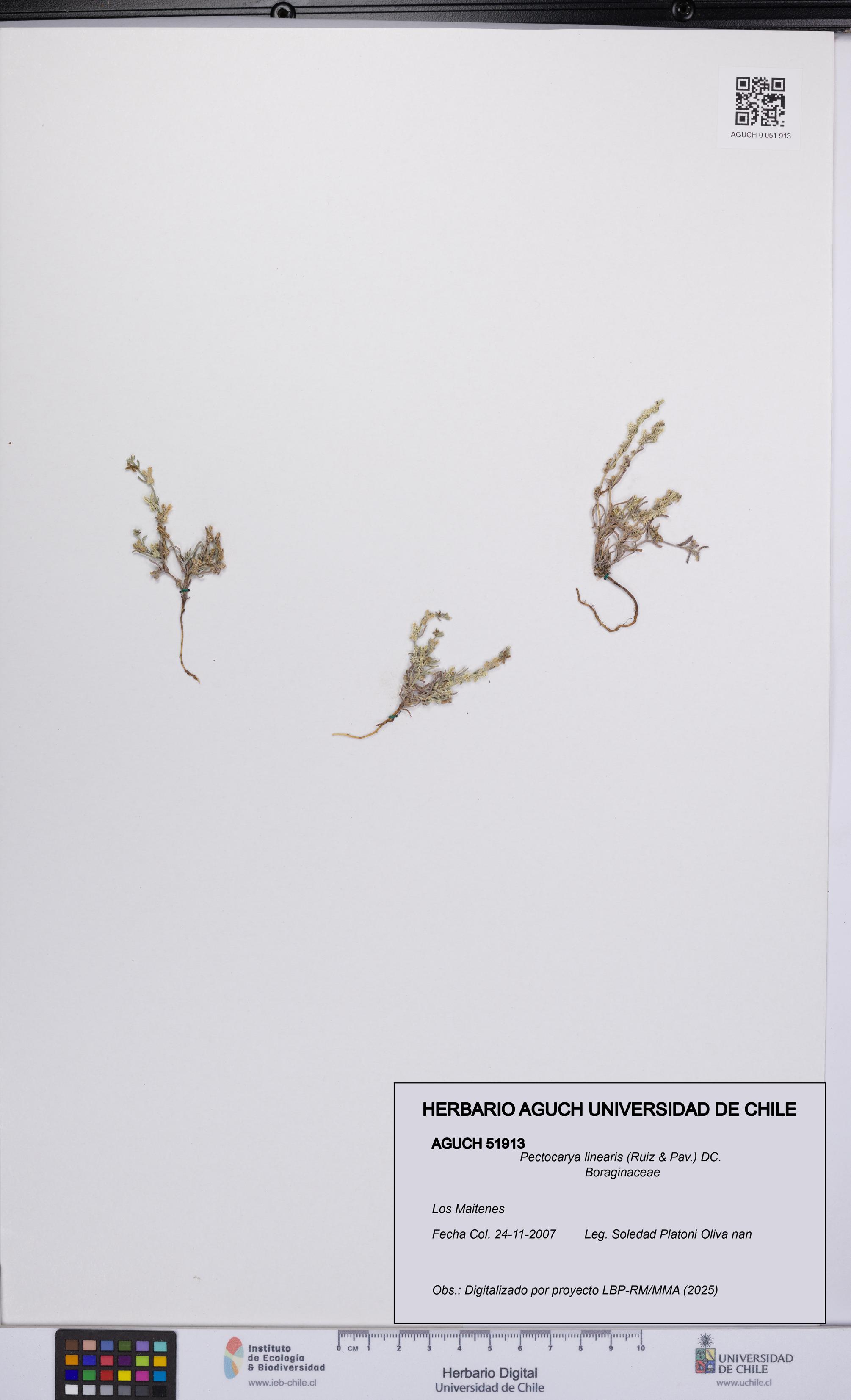 Pectocarya linearis [Espécimen: UCH:AGUCH:0051913]