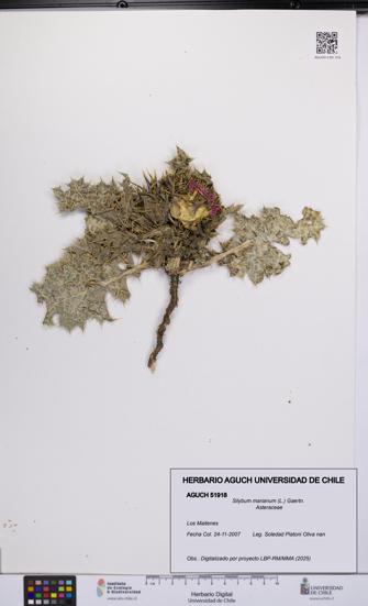 Silybum marianum [Espécimen: UCH:AGUCH:0051918]