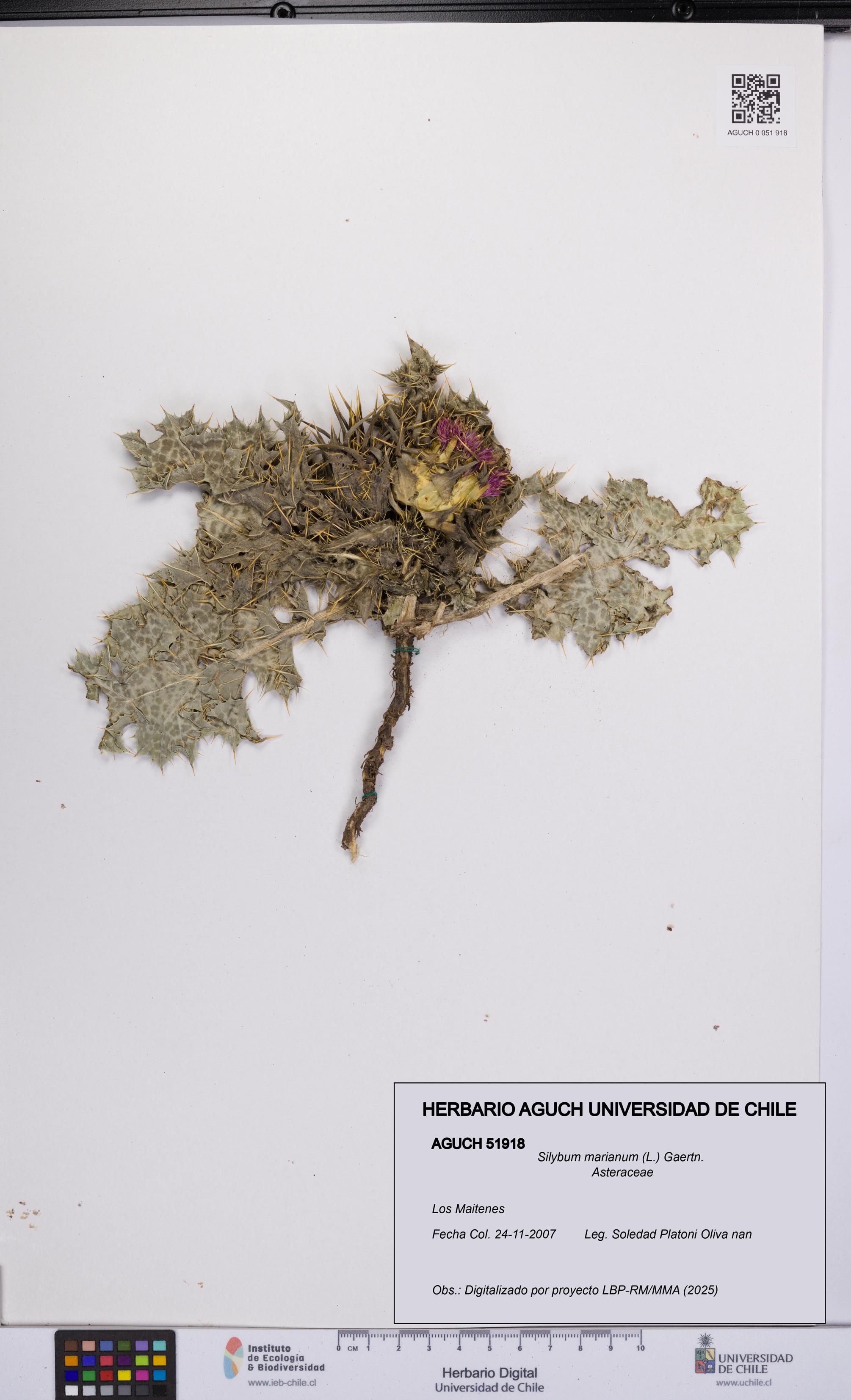 Silybum marianum [Espécimen: UCH:AGUCH:0051918]